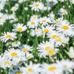 10-HERBS-Camomile_web.jpg