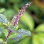 10-HERBS-Holy-basil_web.jpg