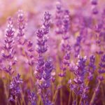 10-HERBS-Lavender_web.jpg