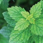 10-HERBS-Lemon-balm_web.jpg