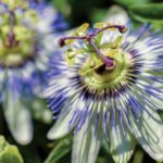 10-HERBS-Passion-flower_web.jpg