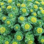 10-HERBS-Rhodiola_web.jpg