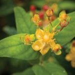 10-HERBS-st-johns-wort_web.jpg