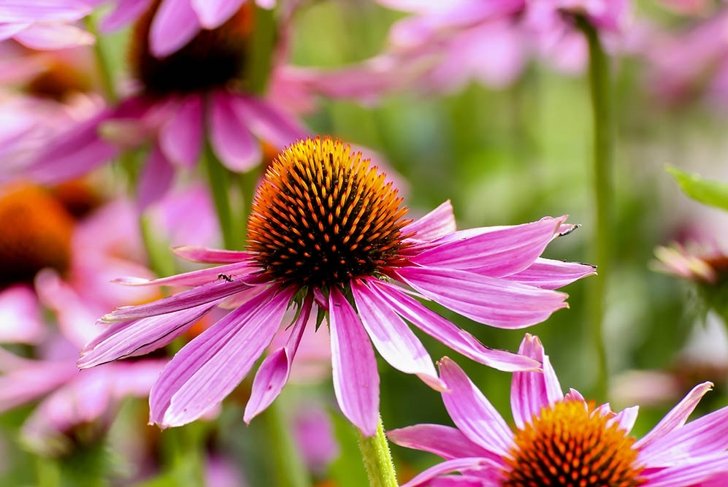 Purple coneflower, Echinacea purpurea, blossom, Bavaria, Germany, Europe