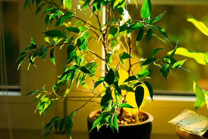 Houseplant benjamin fig with a yellow sticky card