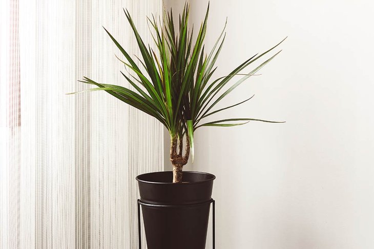 Green dracaena marginata in black flowerpot. Home decoration