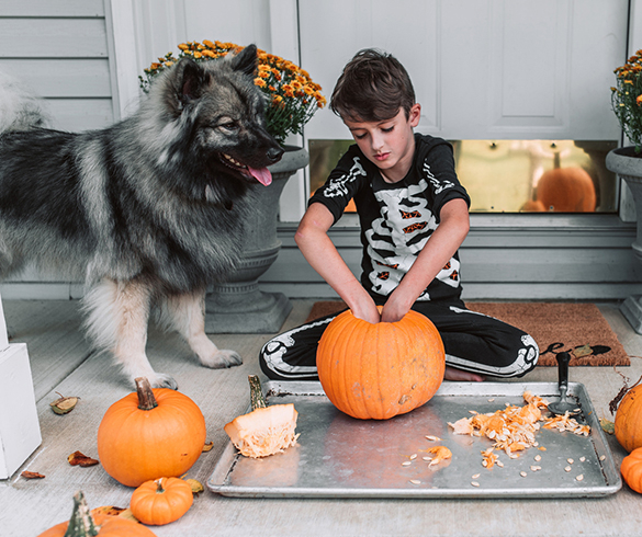 4 Tips to Celebrate Halloween with Your Pet - 15493