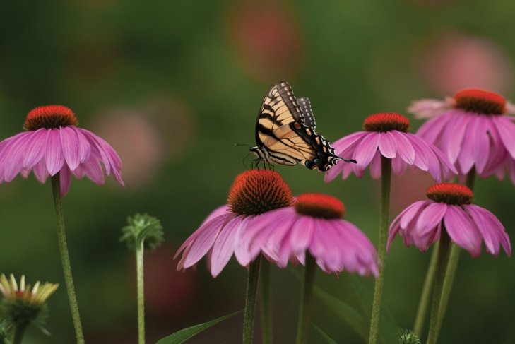 Echinacea For Children
