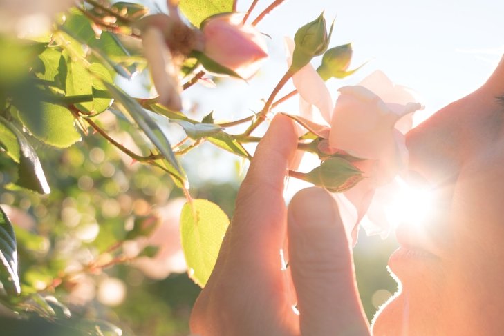 Stop and Smell the Roses
