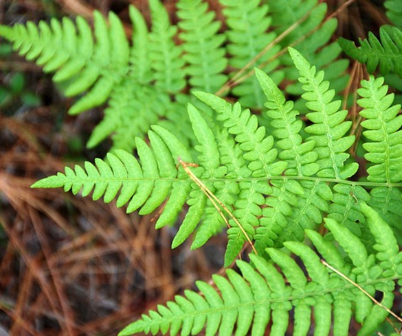 vibrant green fern re?id=3750