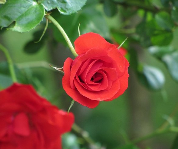 Red rose thorn bush re?id=2424