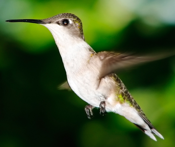 Humming bird flying - GEN00070 re?id=4991